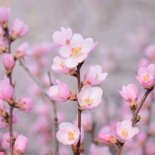 Οι αμυγδαλιές της Ελλάδας, ταξίδι στα τοπωνύμια